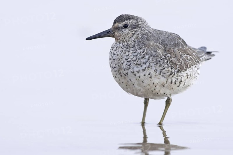 Red Knot (Calidris canutus), Donna Nook Nature Reserve Norfolk, United Kingdom