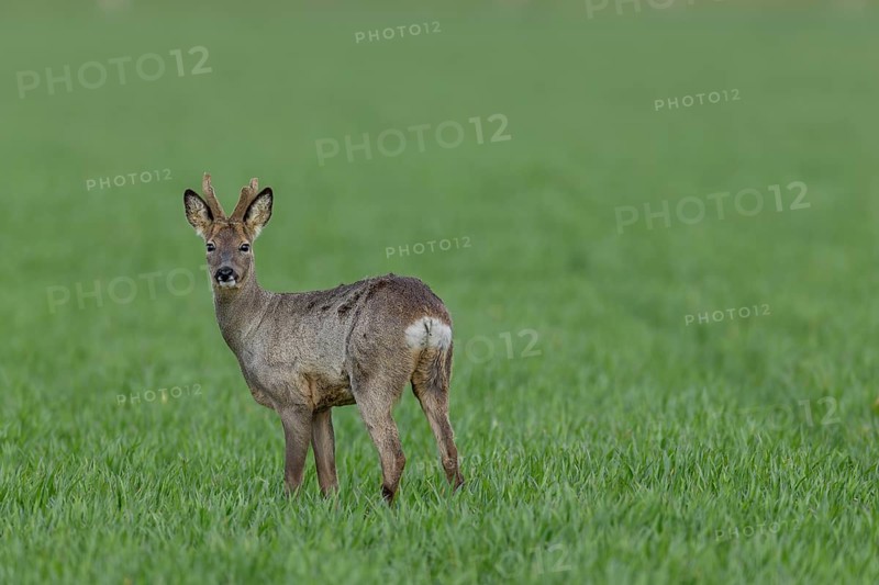 A roebuck (Capreolus capreolus) in velvet standing securely in a meadow, winter coat, April, Germany