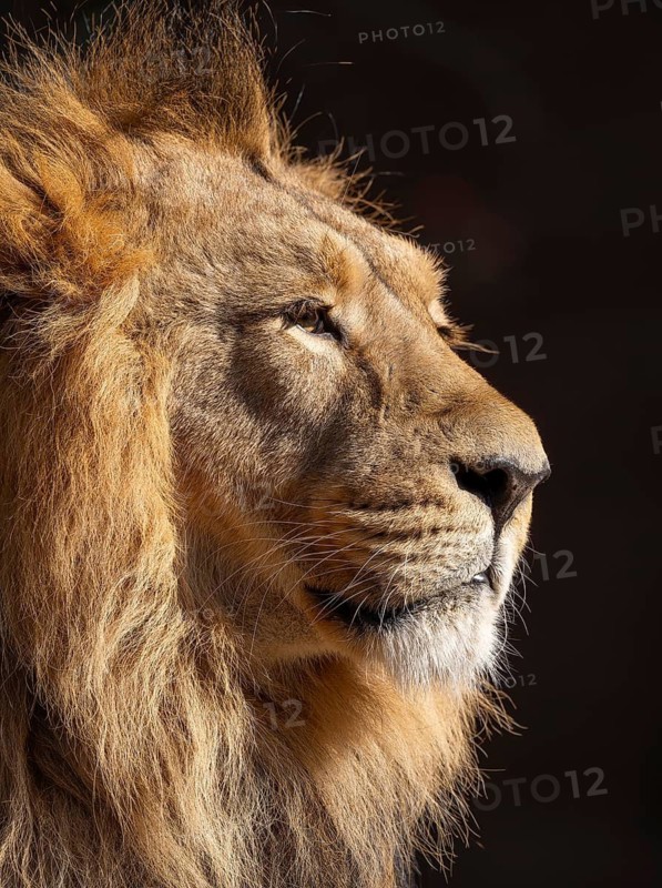Asiatic Lion (Panthera leo persica), male, portrait, occurring in India, captive