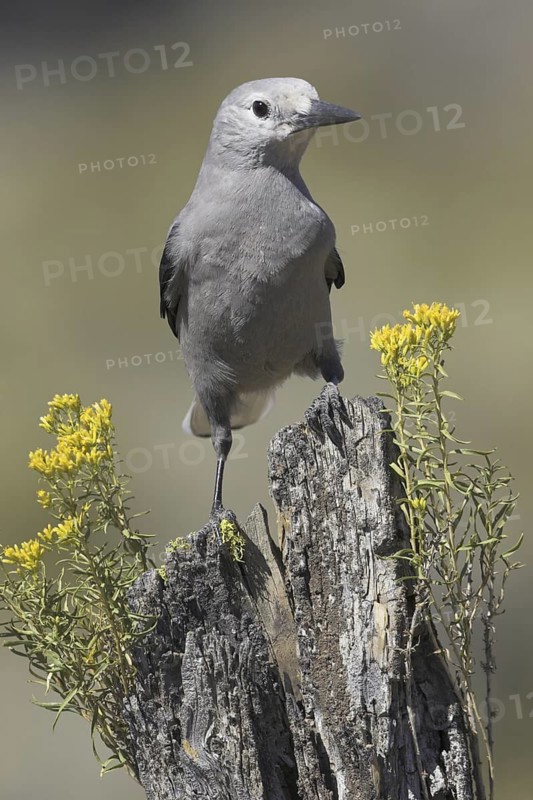 Clark's Nutcracker (Nucifraga columbiana), Oregon, USA
