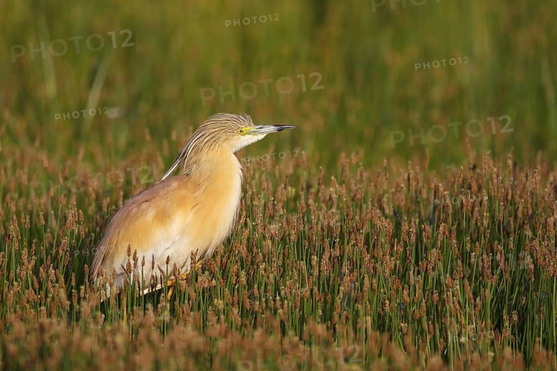 Squacco Heron (Ardeola ralloides), Greece