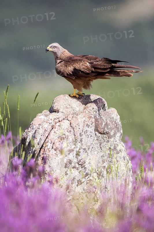 Black Kite (Milvus migrans), Madrid, Spain