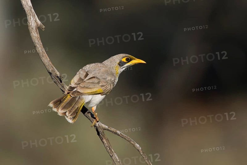 Yellow-throated Miner (Manorina flavigula), Victoria, Australia