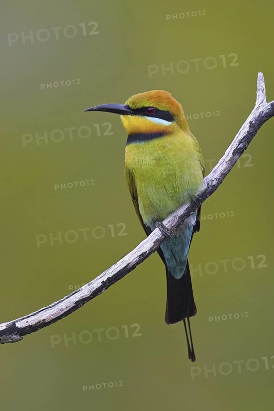 Rainbow Bee-eater (Merops ornatus), Queensland, Australia