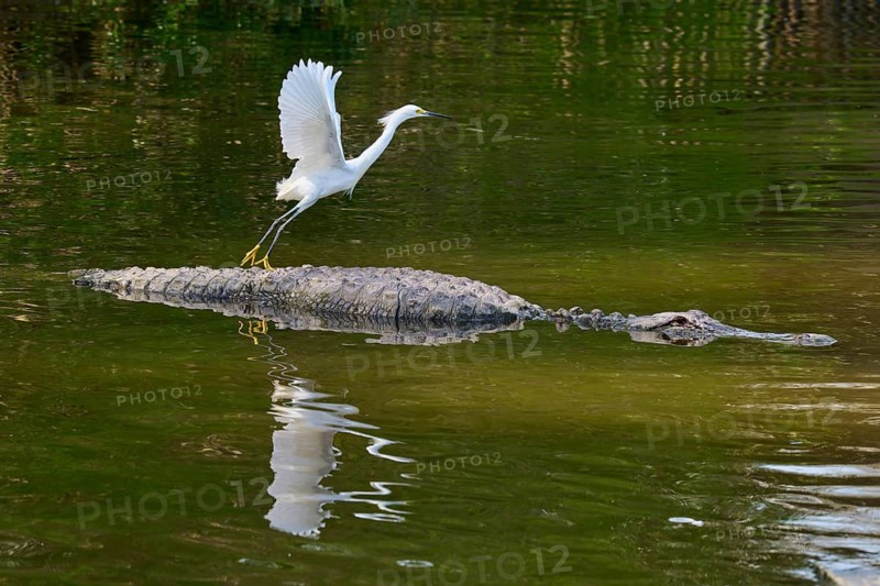 A heron spreads its wings over a crocodile swimming in the water, Great Egret (Egretta thula), American Alligator (Alligator mississippiensis), Orlando, Florida, USA