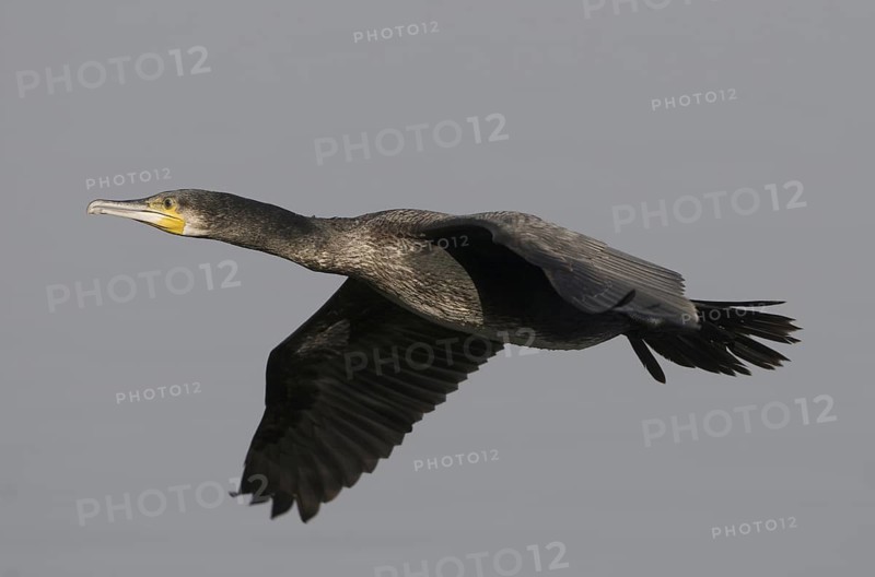Great Cormorant (Phalacrocorax carbo) flying, Saxony, Germany