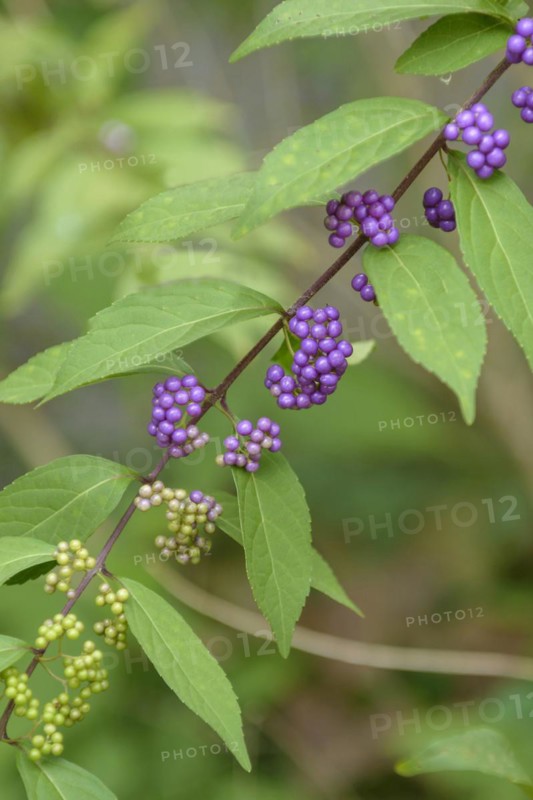 Love pearl bush (Callicarpa dichotoma), Shinjuku Imperial Park, Shinuku Gyoen Garden, Shinjuku Gyoen, Tokyo, Honshu, Japan