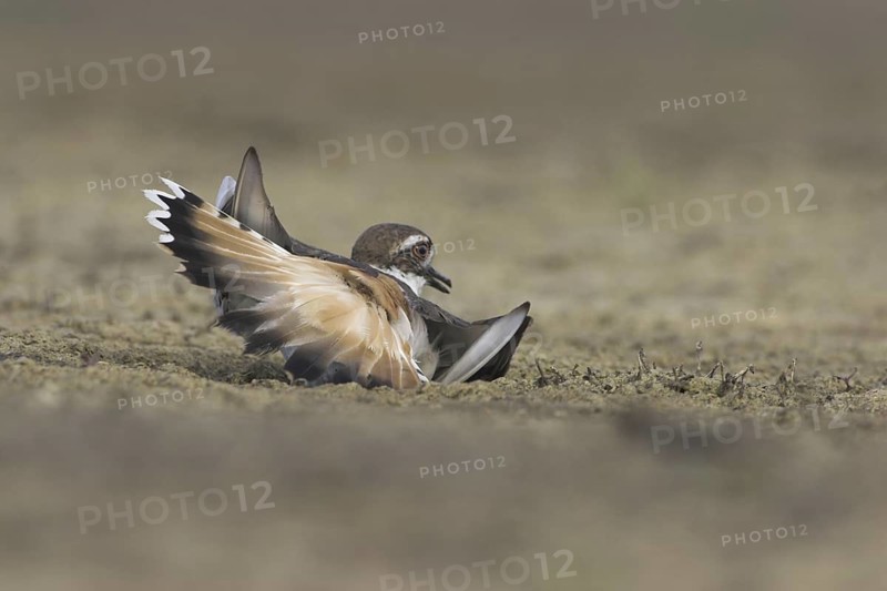 Killdeer (Charadrius vociferus), British Columbia, Canada