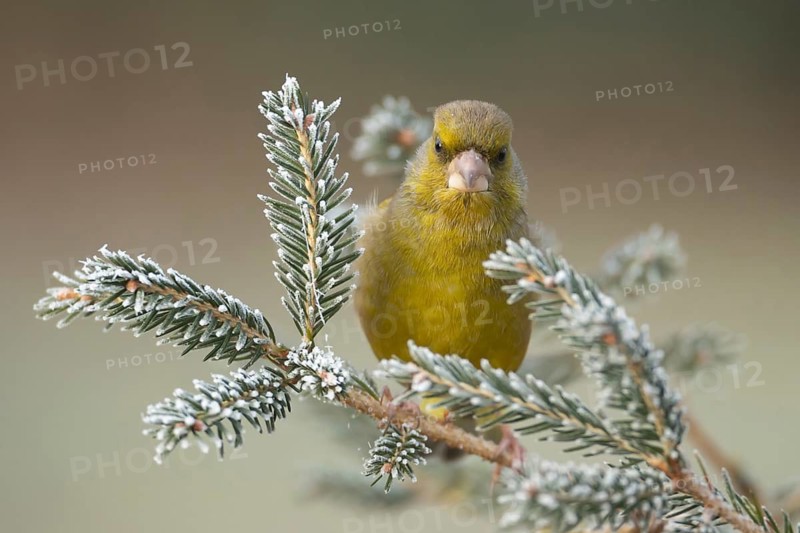 European greenfinch (Chloris chloris) adult male garden bird on a frost covered Christmas tree in winter, Suffolk, England, United Kingdom