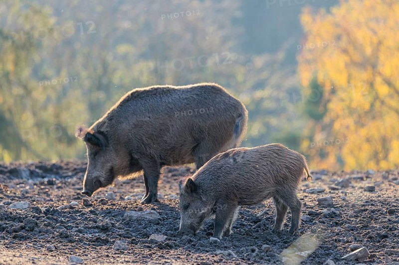 Two wild boar (Sus scrofa) search for food in a clearing backlit by the sun. An autumnal forest can be seen in the background. Bavaria, Germany