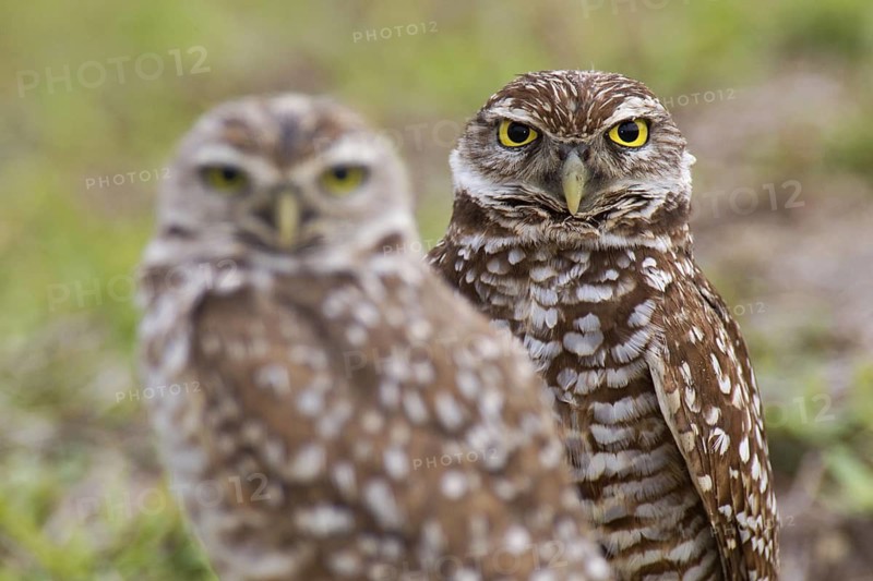 Burrowing Owl (Athene cunicularia), Florida, USA