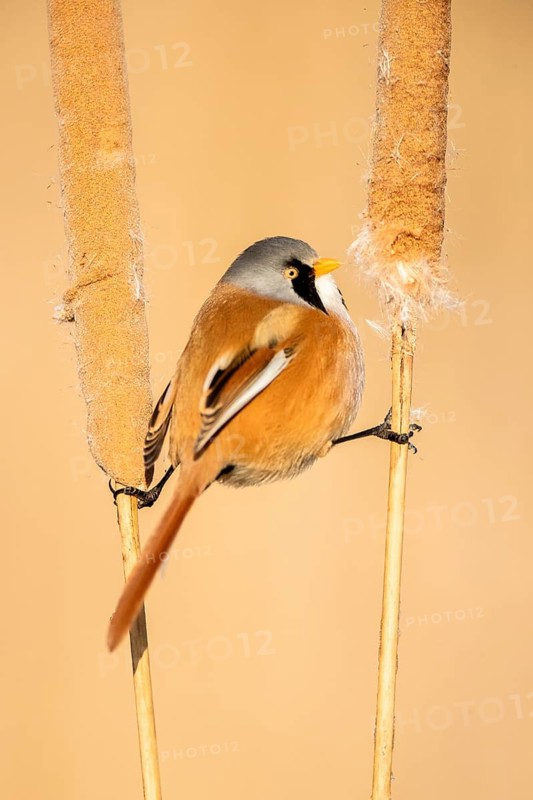 Bearded Reedling (Panurus biarmicus) male perched on cattail, Castile-La Mancha, Spain