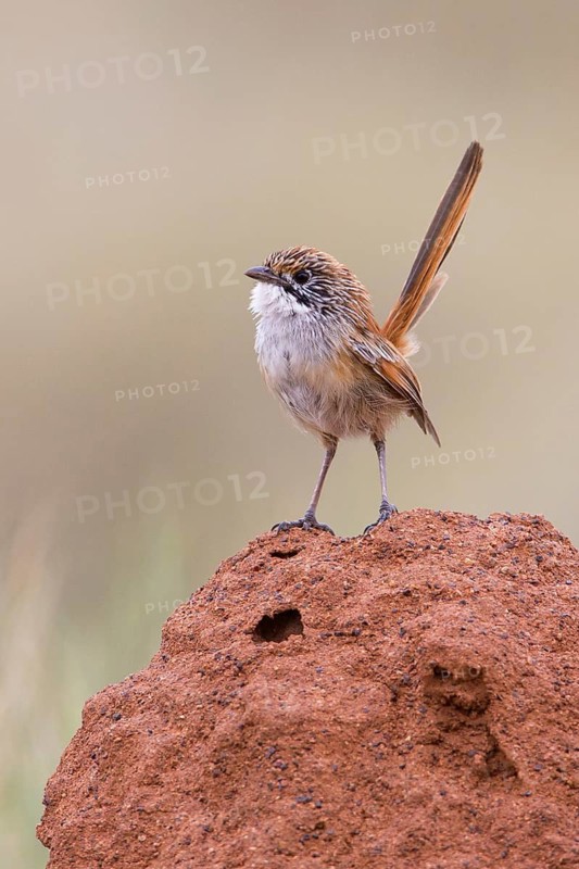 Striated Grasswren (Amytornis striatus rowleyi), Queensland, Australia