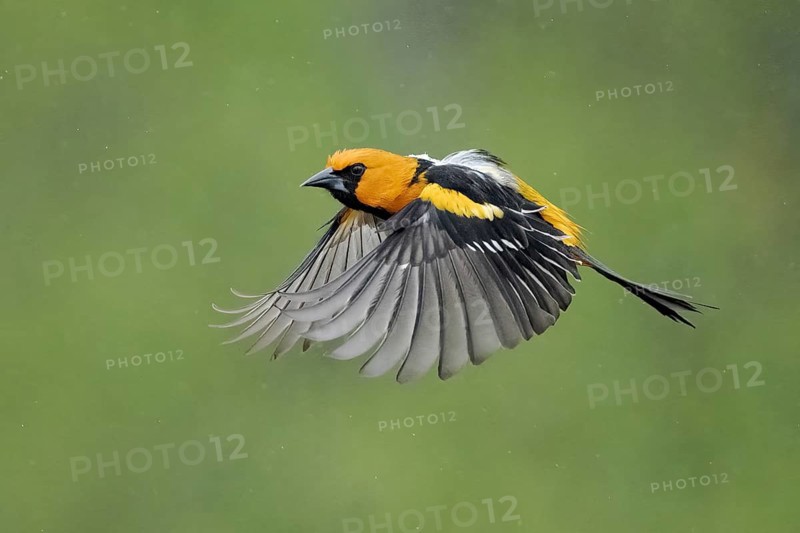 Altamira Oriole (Icterus gularis) flying, Texas, USA