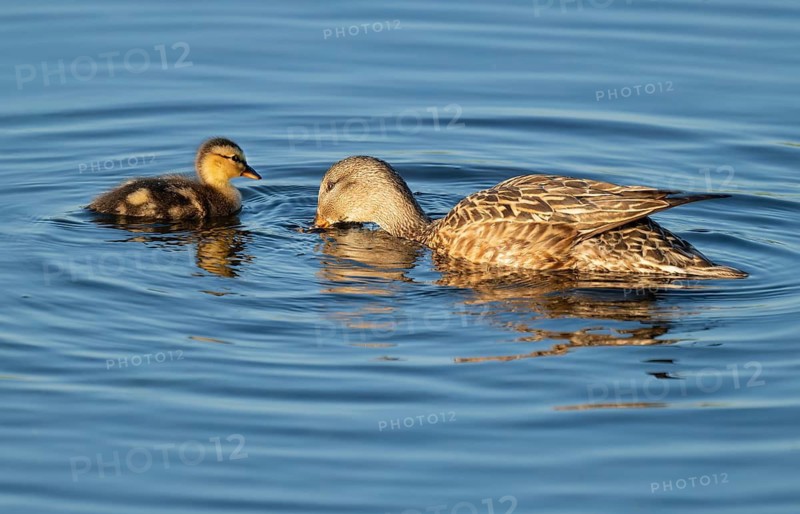 Mallard (Anas platyrhynchos) female and juvenile swimming on a lake, blue water, Lower Saxony, Germany