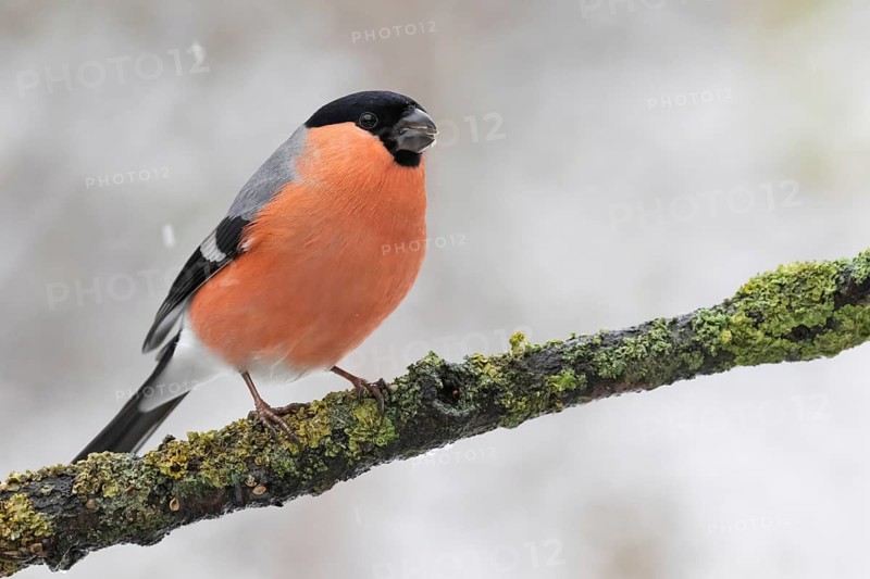 Eurasian Bullfinch (Pyrrhula pyrrhula) male perched on a branch, Lower Saxony, Germany