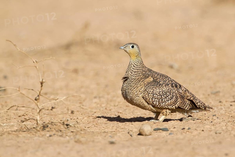 Crowned Sandgrouse (Pterocles coronatus) female, Morocco