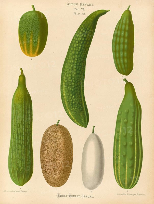 Vegetables, various cucumbers, after Ernst Samuel Benary (10 November 1819, 19 February 1893), Hessian horticulturalist, Historical, digitally restored reproduction from a 19th century original, Record date not stated