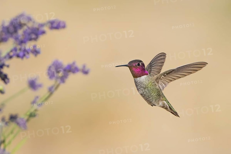 Anna's Hummingbird (Calypte anna) male hovering, California, USA