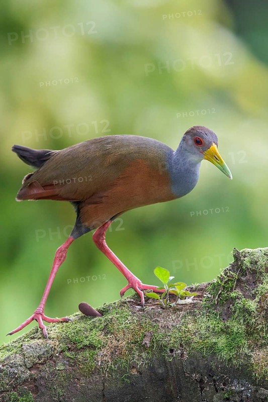 Gray-necked Wood-Rail (Aramides cajanea) perched on a branch in Manu National Park, Peru