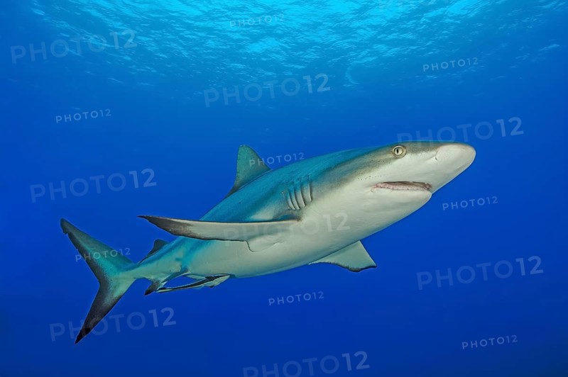 Underwater photo Grey reef shark (Carcharhinus amblyrhynchos) Predator fish swimming through open water blue sea, tropical seas, Red Sea, Indian Ocean, Pacific Ocean