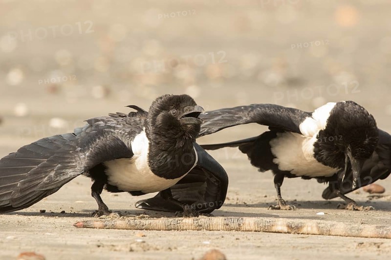 Pied Crow (Corvus albus) with snake eel, Gambia