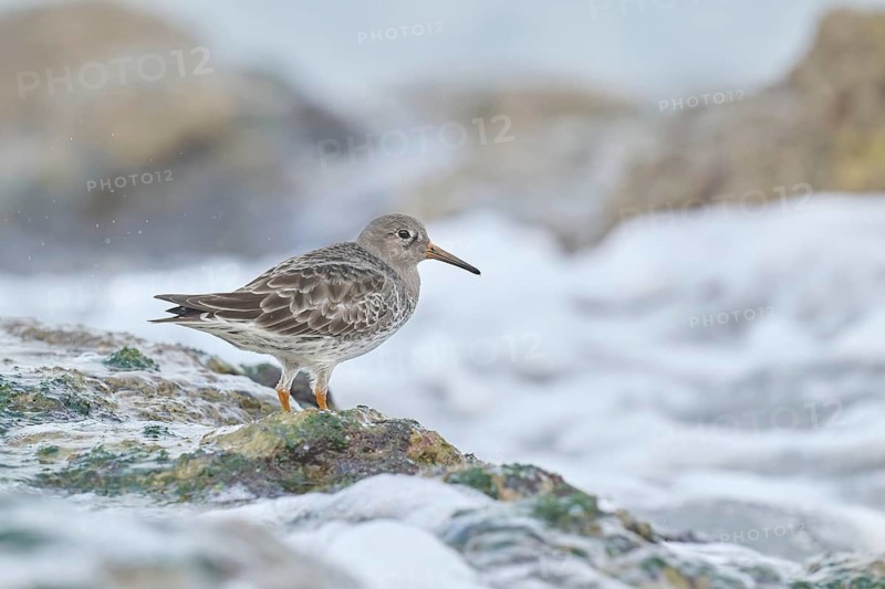 Purple Sandpiper (Calidris maritima), Asturias, Spain