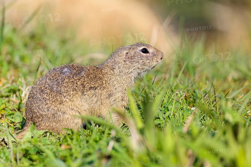 A fully grown ground squirrel (Spermophilus citellus) sits in a green meadow on a sunny day, intently observing its surroundings. Austria