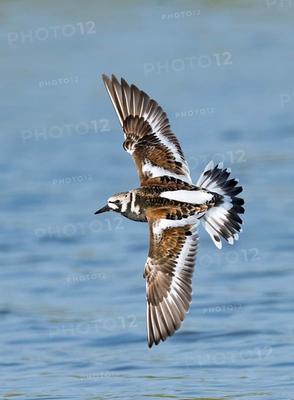 Ruddy Turnstone (Arenaria interpres) flying, Texas, USA