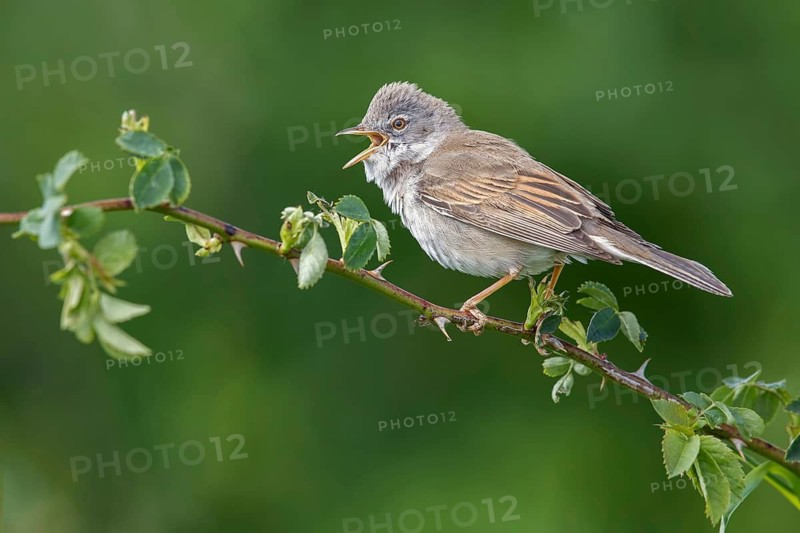 Common Whitethroat (Sylvia communis) male singing, perched on a twig, Poland