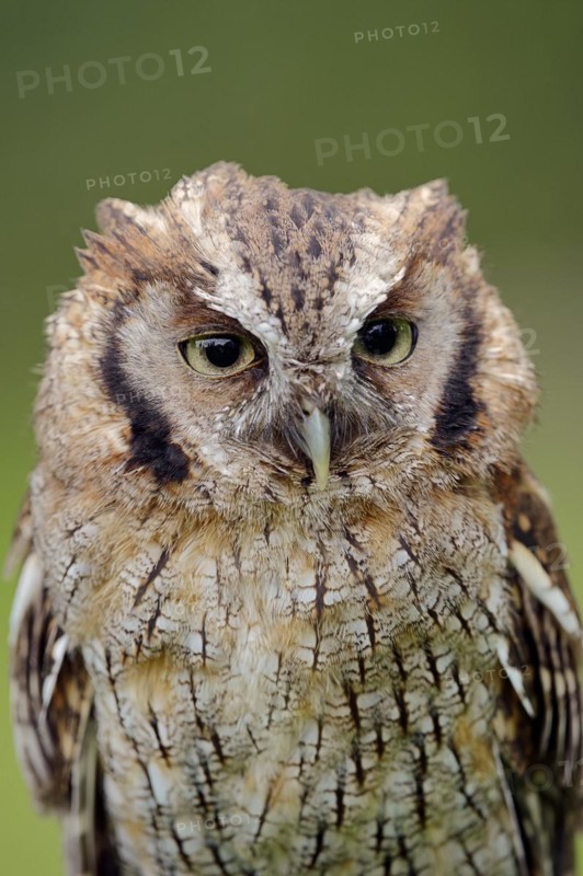 Tropical screech owl or Choliba screech owl (Megascops choliba, Otus choliba), portrait, captive, occurring in South and Central America