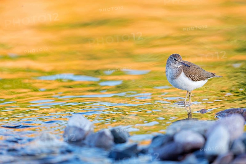 Common sandpiper, sandpiper (Actitis hypoleuco), biotope, habitat, foraging, Lesvos, Greece