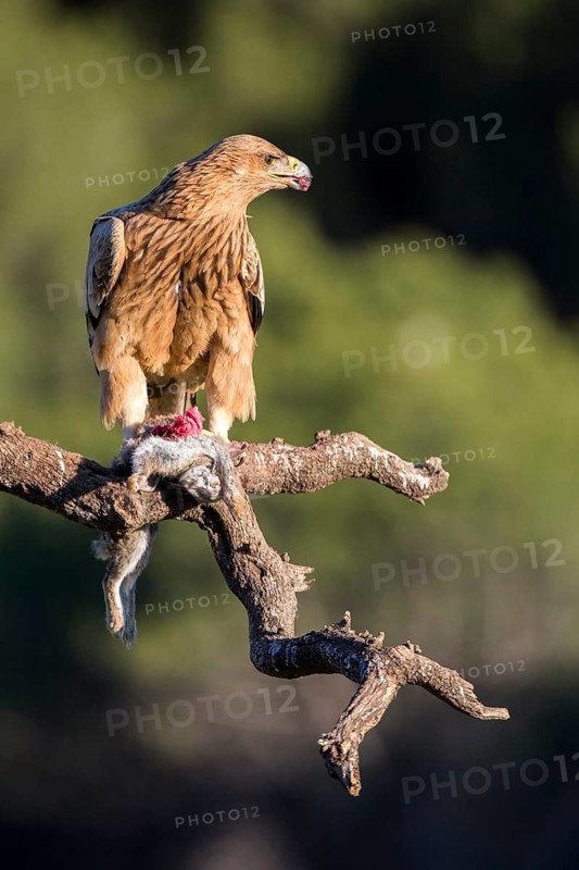 Spanish Imperial Eagle (Aquila adalberti) juvenile perched on a branch, Andalusia, Spain