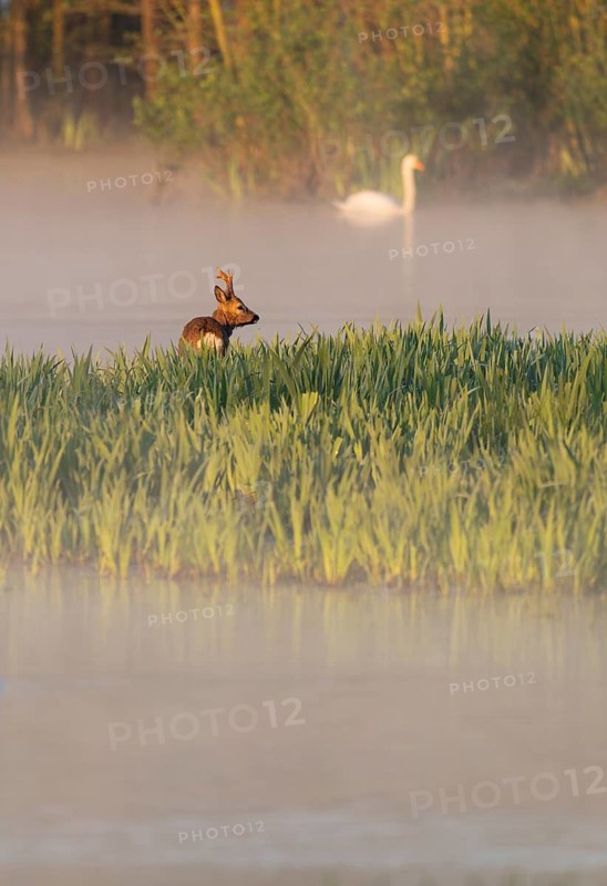 Roe deer (Capreolus capreolus), roebuck standing in a wet meadow, in a wetland biotope at a lake, morning mist, warm morning light, mute swan (Cygnus olor) on the water, Lower Saxony, Germany