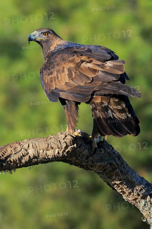 Golden Eagle (Aquila chrysaetos) female, Andalusia, Spain
