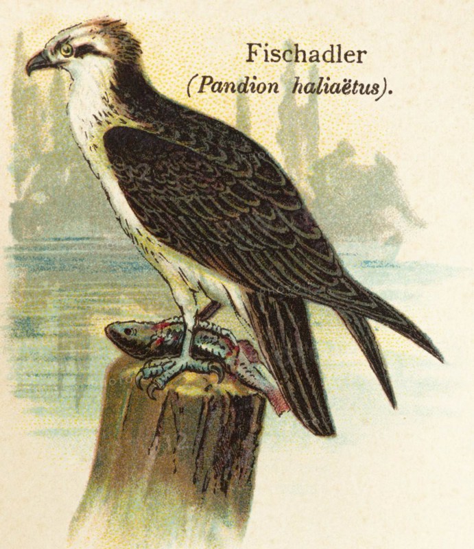 Western osprey (Pandion haliaetus) food, dolphins, prey, fish, water, habitat, historical illustration, World of Birds 1890
