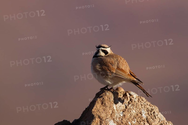 Temminck's Lark (Eremophila bilopha), Morocco