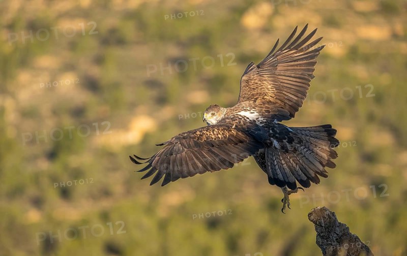 A majestic Bonelli's Eagle spreads its wings mid-flight against the backdrop of Valencia's verdant landscape, showcasing the bird's powerful presence and beauty in its natural habitat