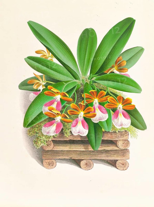 Orchid, Trichocentrum albo purpureum, authentic reproduction of an illustration by Jean Jules Linden (1817 - 1898), Luxembourgish-Belgian botanist, one of the fathers of orchid research, Historical
