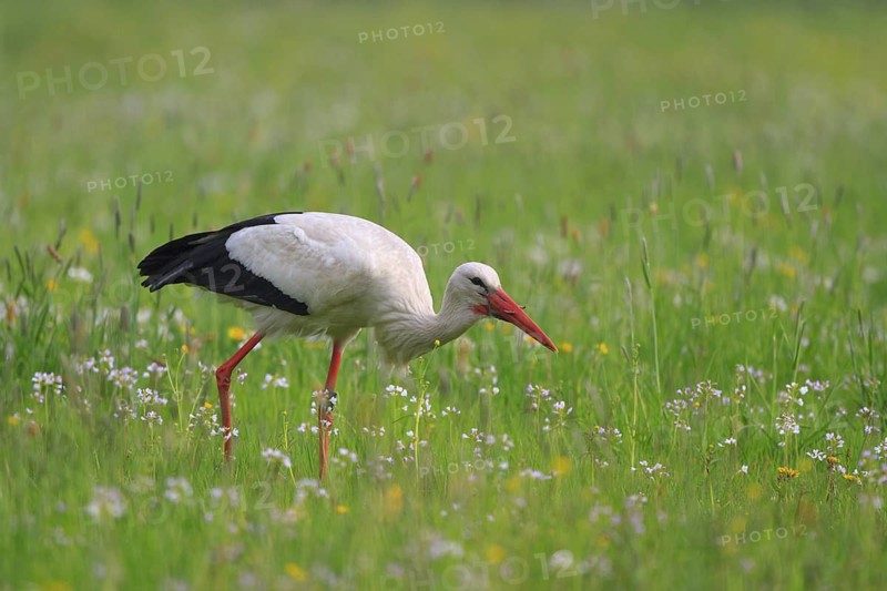 White Stork (Ciconia ciconia) foraging, North Rhine-Westphalia, Germany
