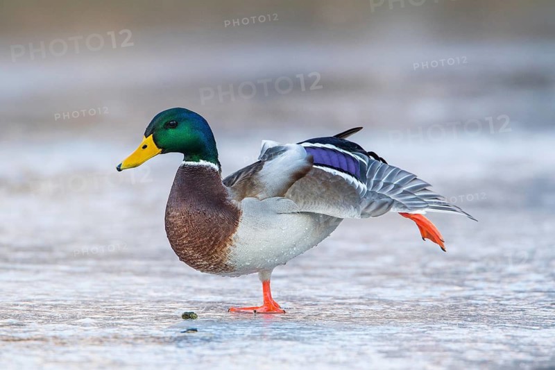 Mallard (Anas platyrhynchos) male stretching on ice, Tribalj, Croatia