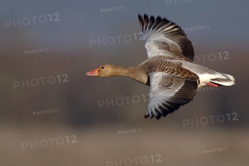 Greylag Goose (Anser anser) flying, Vaestergoetland, Sweden