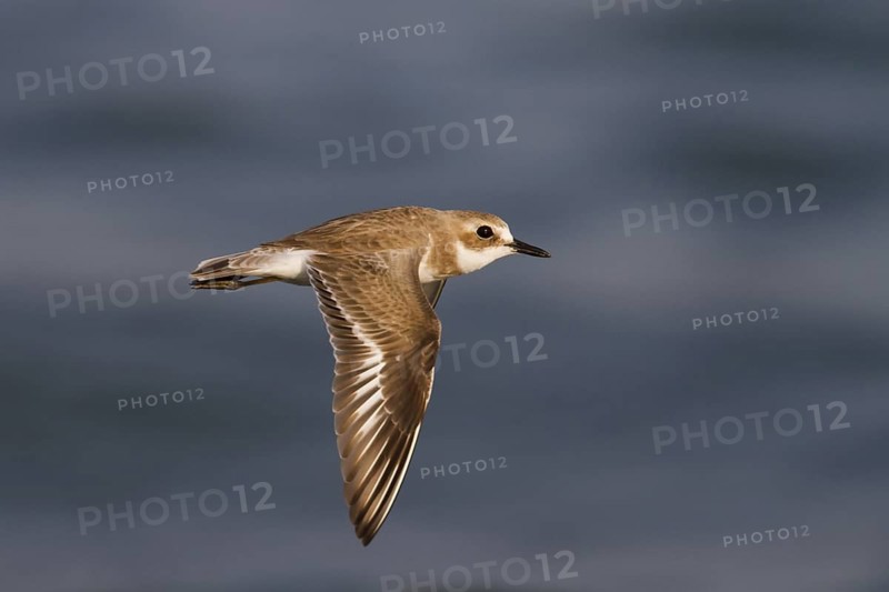 Greater Sand Plover (Charadrius leschenaultii) flying, Oman