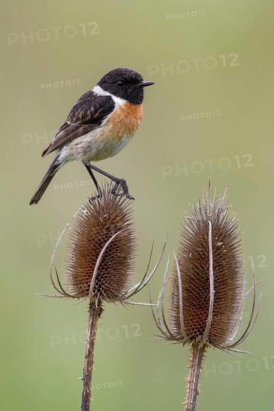 European Stonechat (Saxicola rubicola) male perched on Wild teasel (Dipsacus fullonum), Poland