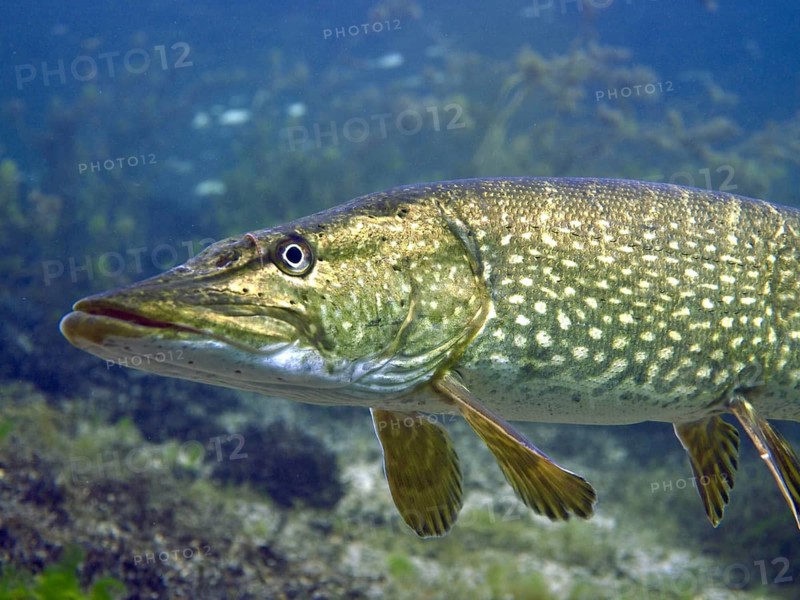 Detailed close-up of a pike (Esox lucius) in clear, plant-rich water. Dive site car park Post, Überlingen, Lake Constance, Germany