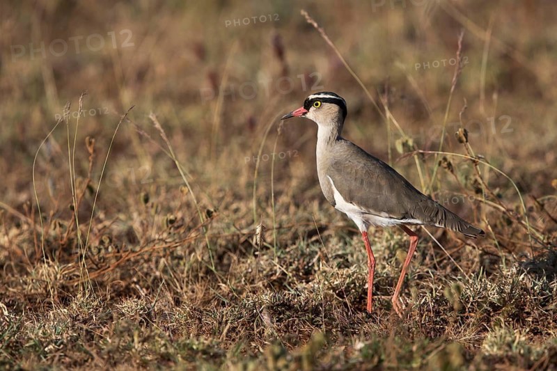 Crowned Lapwing (Vanellus coronatus) perched on the ground, Oromia, Ethiopia