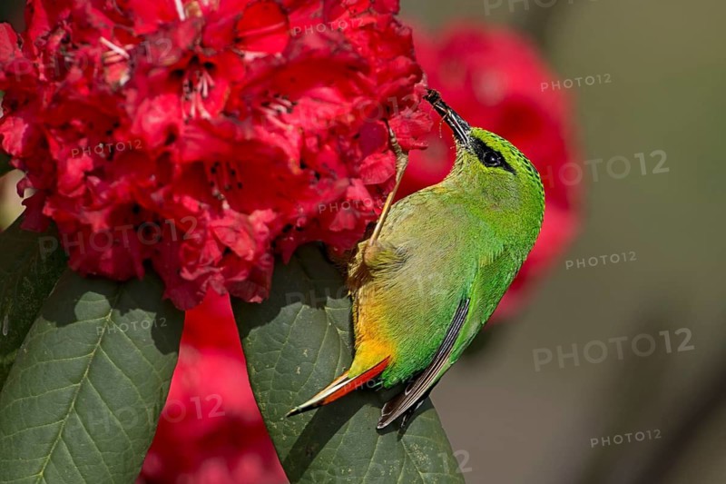 Fire-tailed Myzornis (Myzornis pyrrhoura) feeding on Rhododendron flower nectar, Darjeeling, India