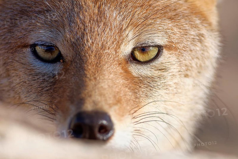 Black-backed jackal (Lupulella mesomelas), adult animal, looking at camera, head close-up, animal portrait, Kgalagadi Transfrontier Park, Northern Cape, South Africa