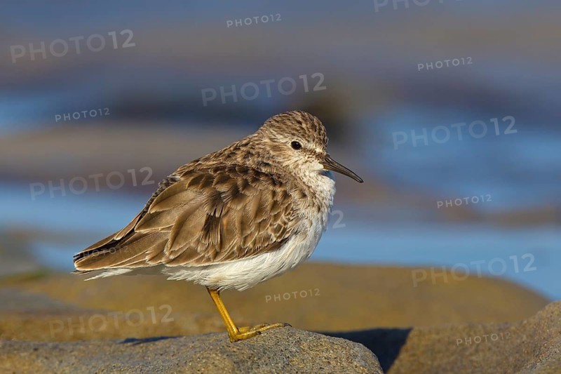 Least Sandpiper (Calidris minutilla), California, USA