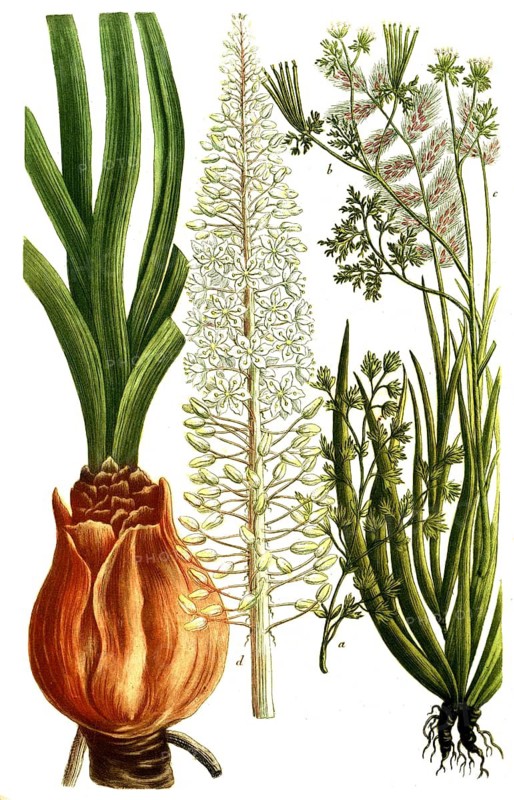 Botany, plants, a. scandix minor, b. scandix femine rostrato, c. schoenanthum odorant, d. scilla orinon marine sea onion